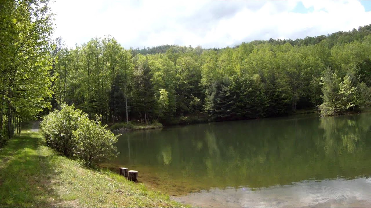41± Acres - NC Land for Sale - Wilkes Co, NC