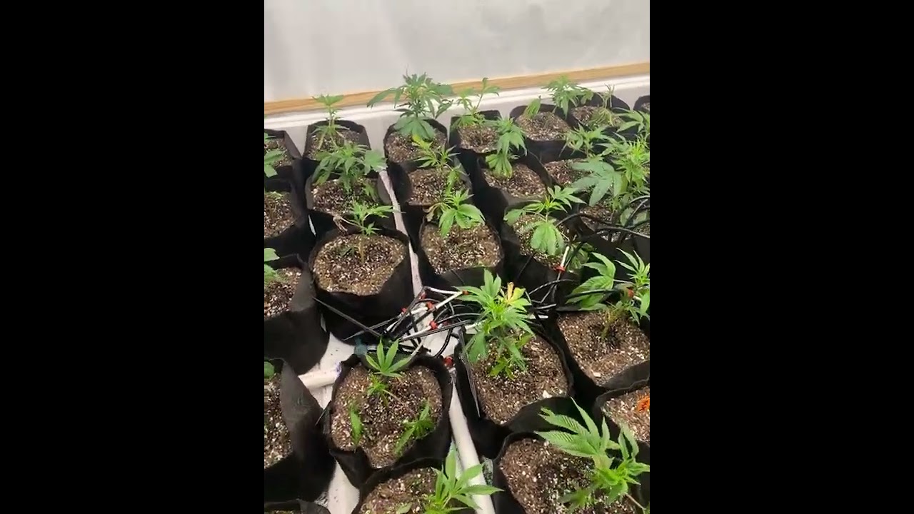 GAVITA LED 40 plants per light one week veg
