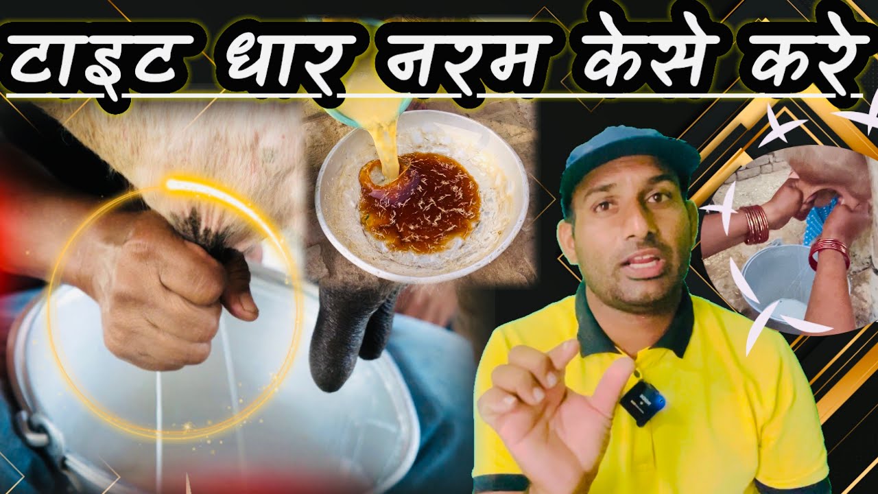गाय भैंस का दूध नरम केसे करे। धार का टाइट होना केसे ठीक करे। पशु का दुध निकालना आसान केसे करे👍
