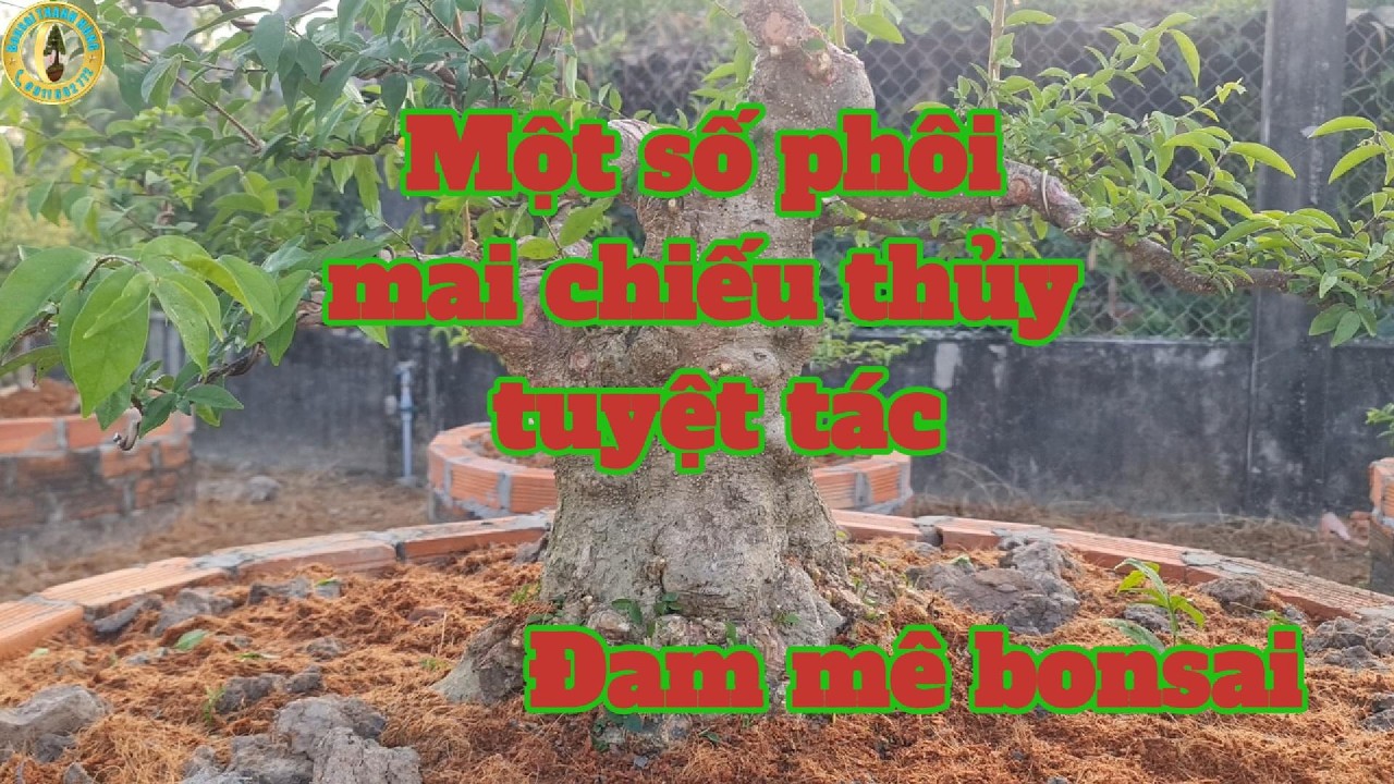 Một số tác phẩm tuyệt tác cho dòng mai chiêu thủy I Đam mê bonsai
