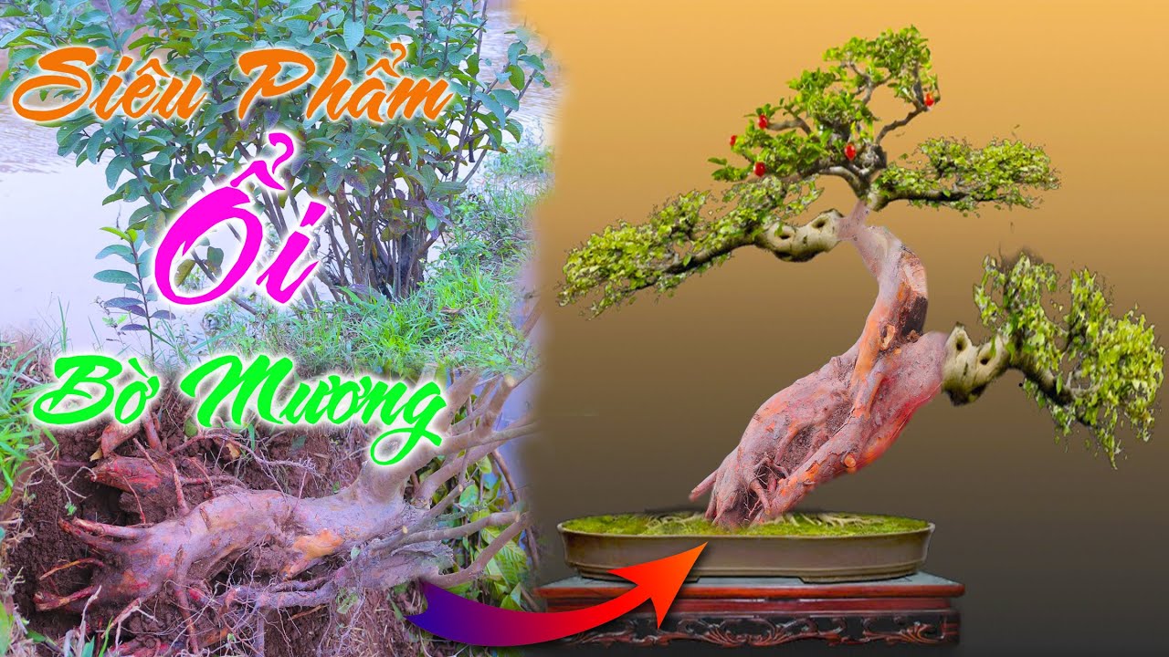 Bất Ngờ Tìm được Cây Ổi Bờ Mương Thân Quái quá Đỉnh (phần 1)