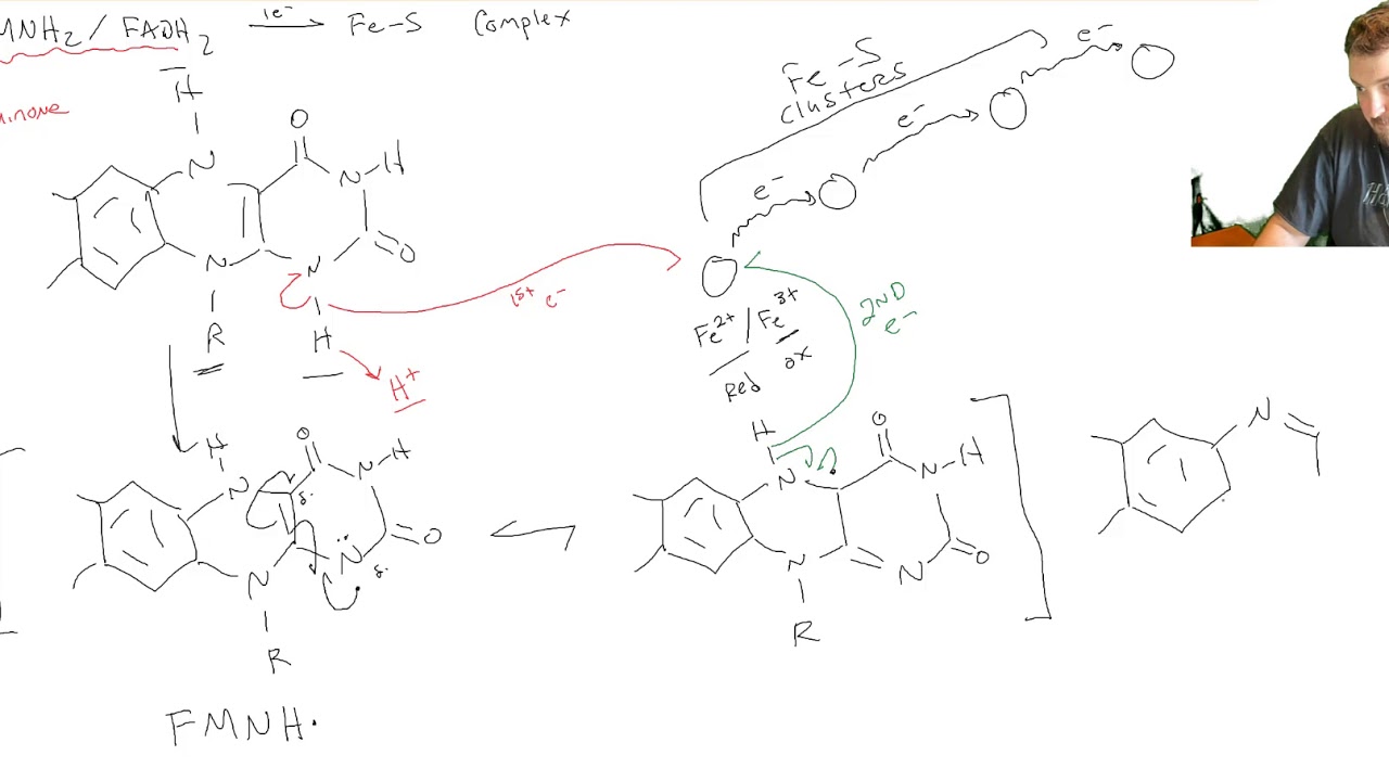 Electron Transport Chain - 3 - Mechanisms of Electron Transport