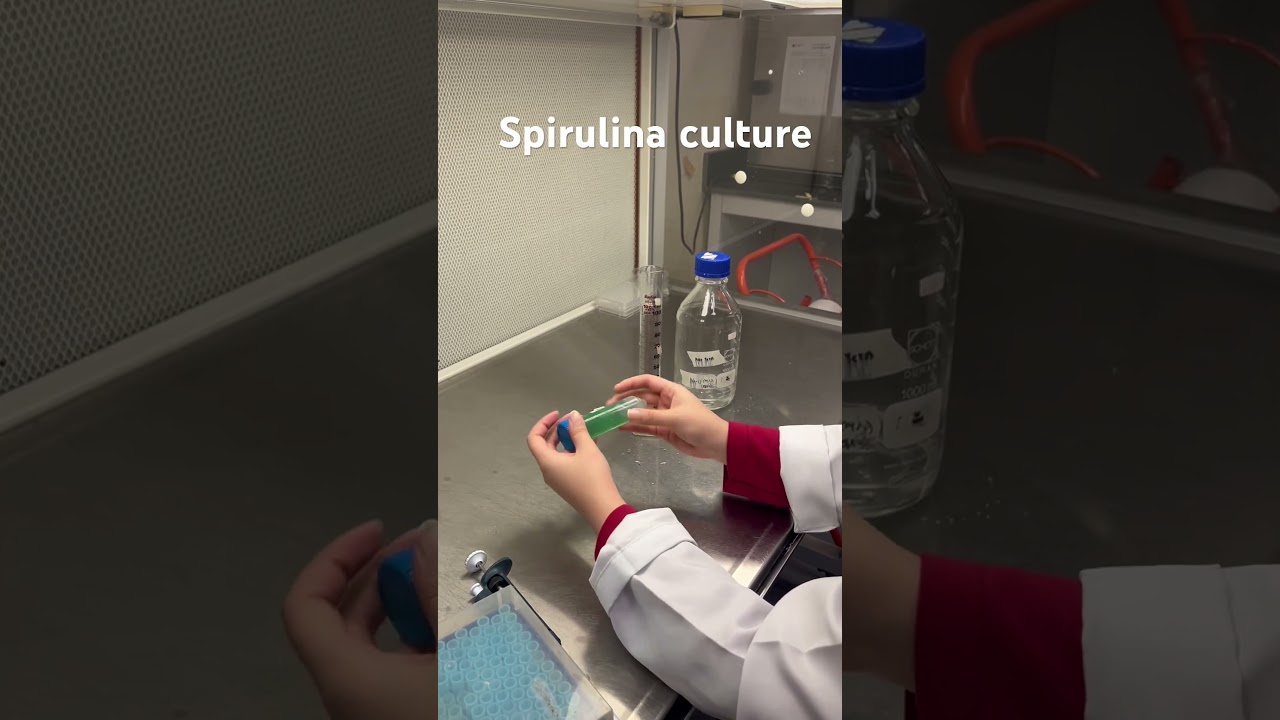Culturing Spirulina at our lab 