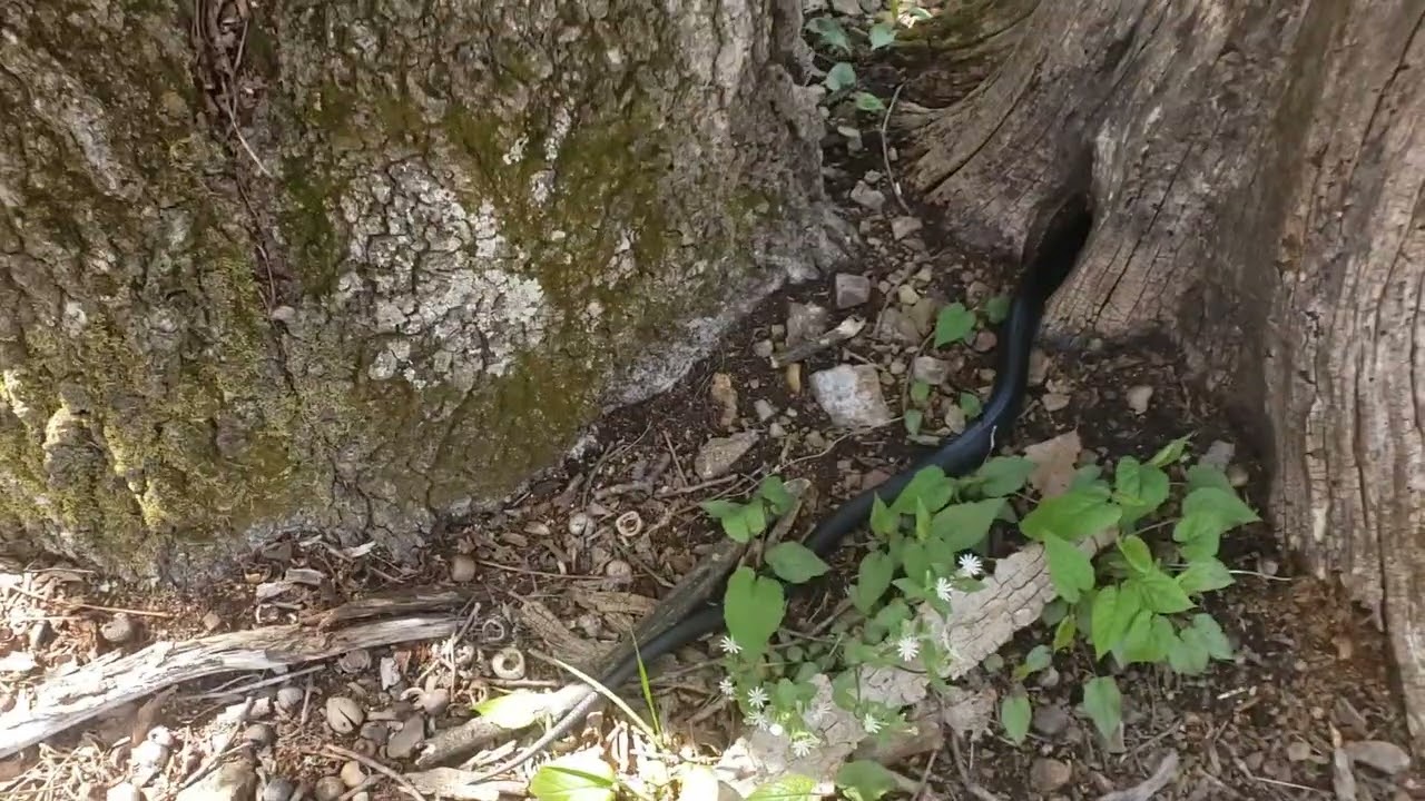 Black Rat Snake Pantherophis alleghaniensis on the Appalachian Trail