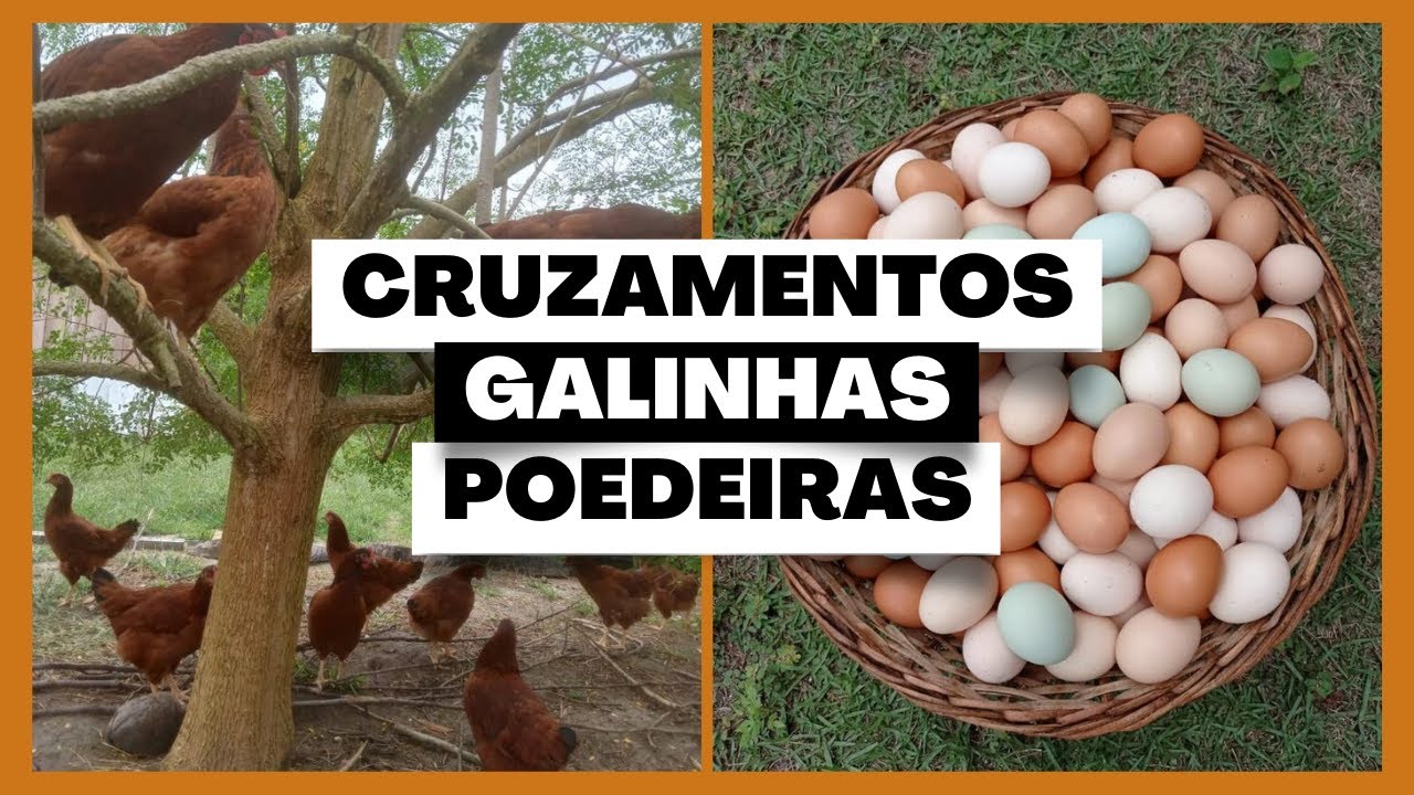 Cruzamentos entre Raças de Galinhas Poedeiras para produzir ovos: vale a pena?