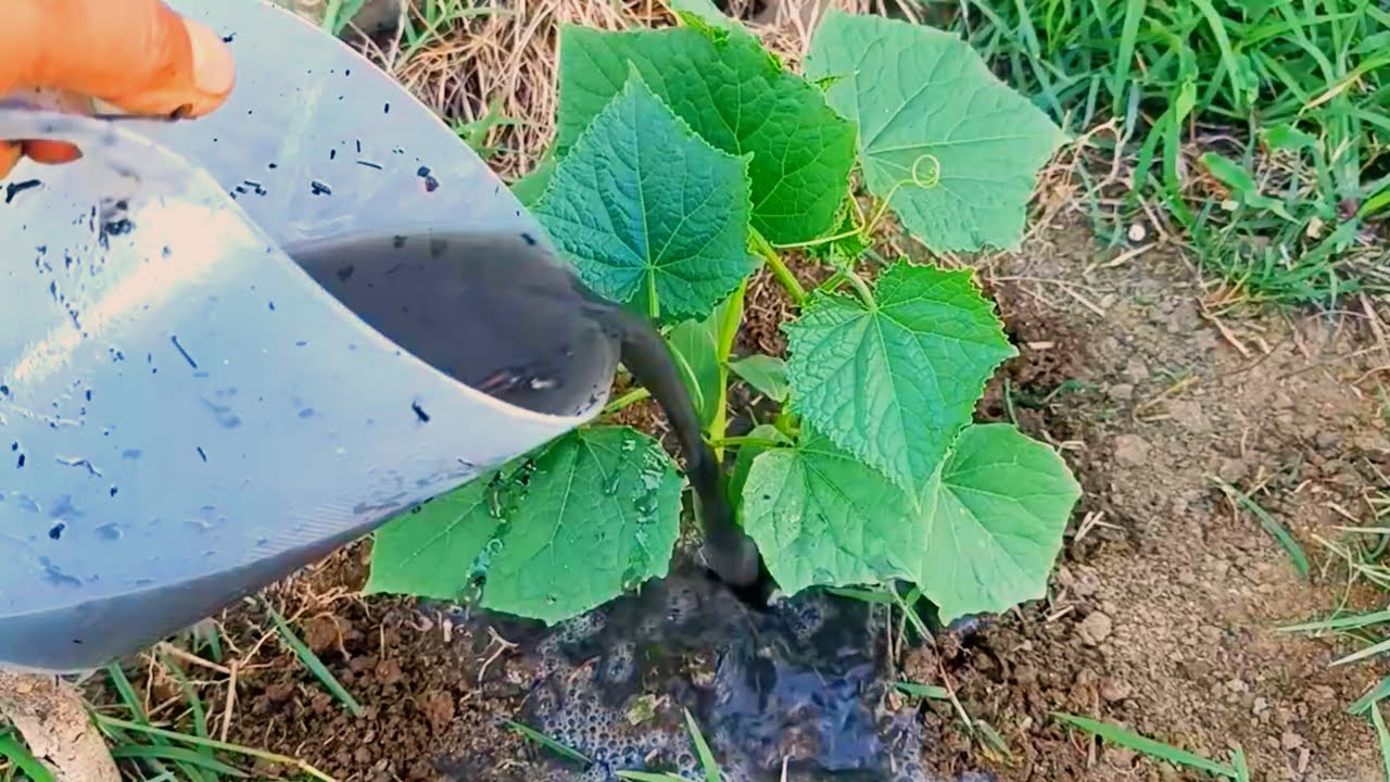 The Secret to Making the Most Powerful Liquid Organic Fertilizer for Plants