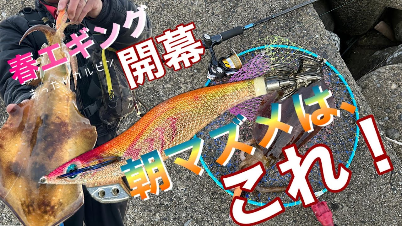 春エギングの初釣行でまさかのアオリイカ、それも20分くらいで、エギ王Kシャローがやっぱり朝マズメのHIT率に貢献出来るエギの王道。定年再雇用おっさんの釣り記録動画！