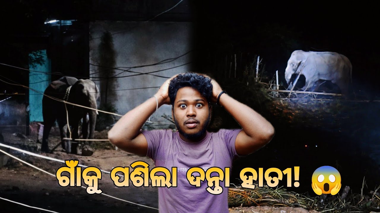 ଗାଁକୁ ପଶିଲା ଦନ୍ତା ହାତୀ 😱 | କାଲି ରାତିର ଭୟଙ୍କର ଘଟଣା 🐘| Vlog 24 | Bapi Vlogs
