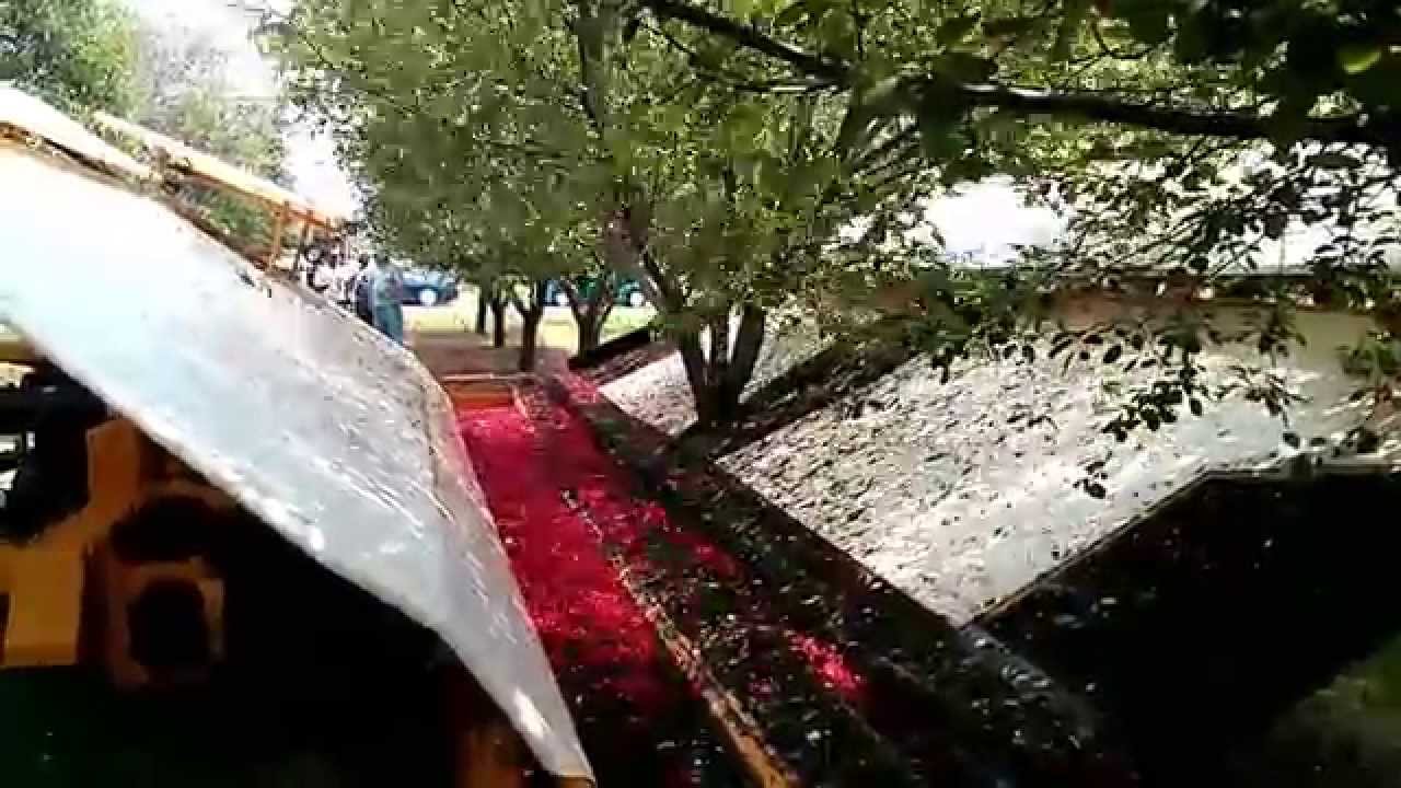 Tart Cherry Harvesting (Tree Shaking) in USA