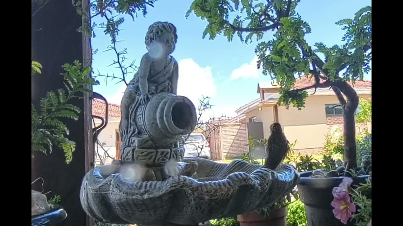 Weaver Birds Bathing