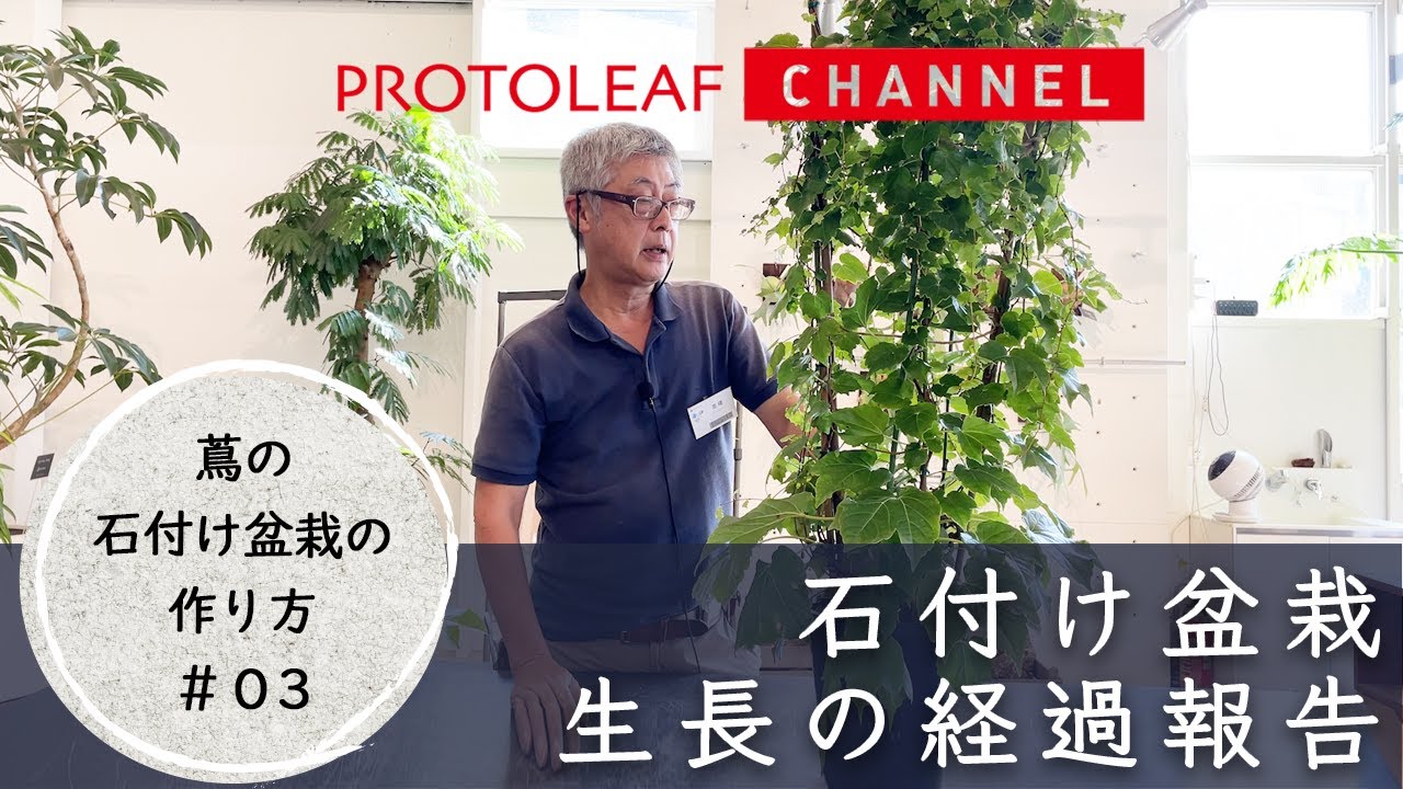 【蔦の石付け盆栽の作り方#03】生長の経過報告・害虫被害について
