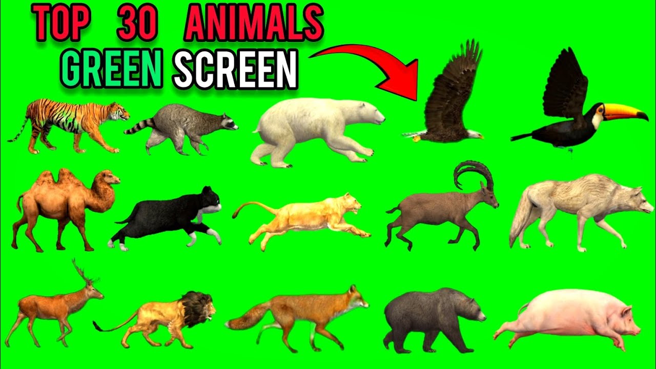 Top 30 Animals Running Video | Animals Stampede Green Screen Video | Animals Video ‼️