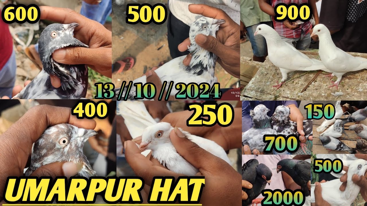 UMARPUR HAT NEW VIDEO // 13// 10// 2024 // UMARPUR Pigeon hat Market In mushidabad // piraa hat #sad