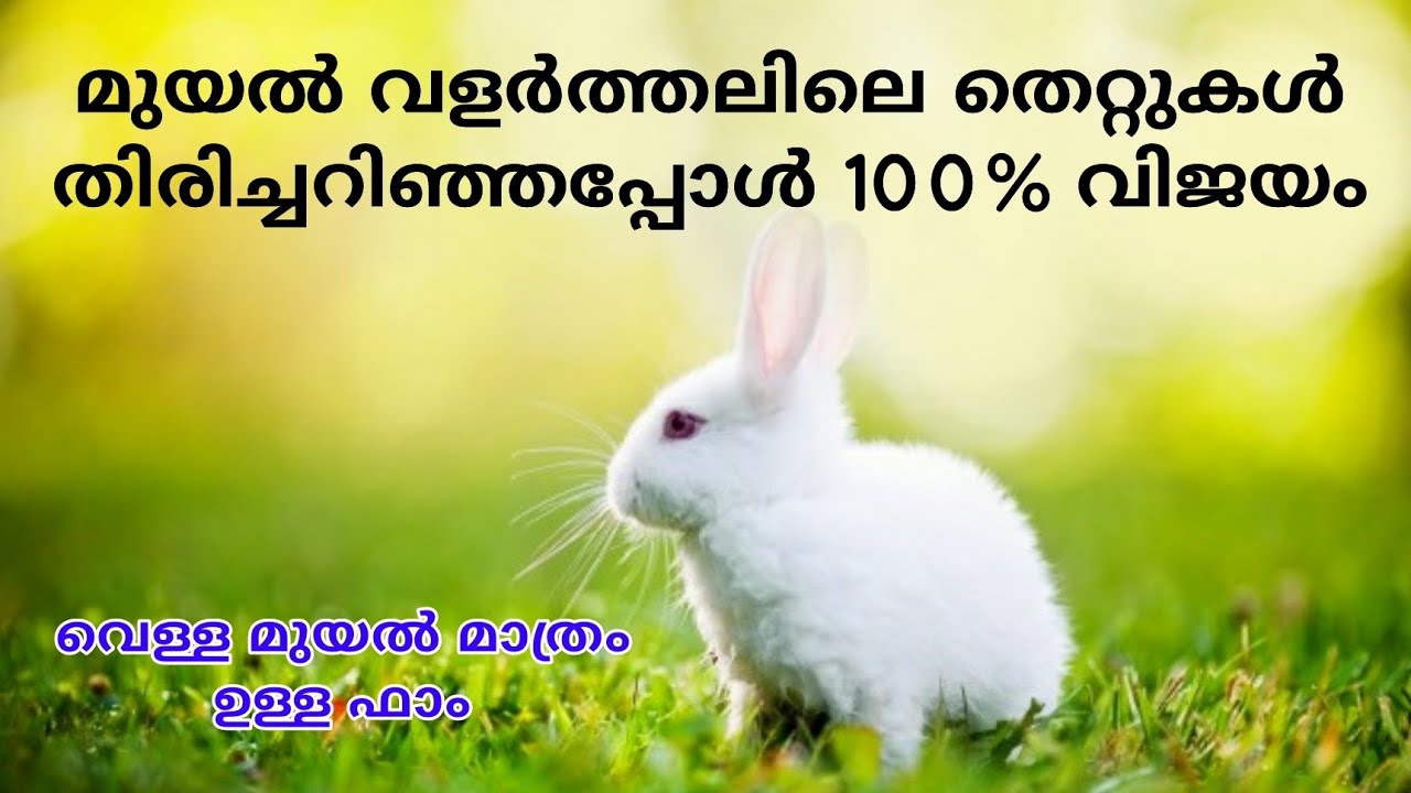 Rabbit farming | മുയൽ വളർത്തലിന് ഏറ്റവും നല്ലത് വൈറ്റ് ജയന്റ് | Midhan Pure Breed Rabbit Farm