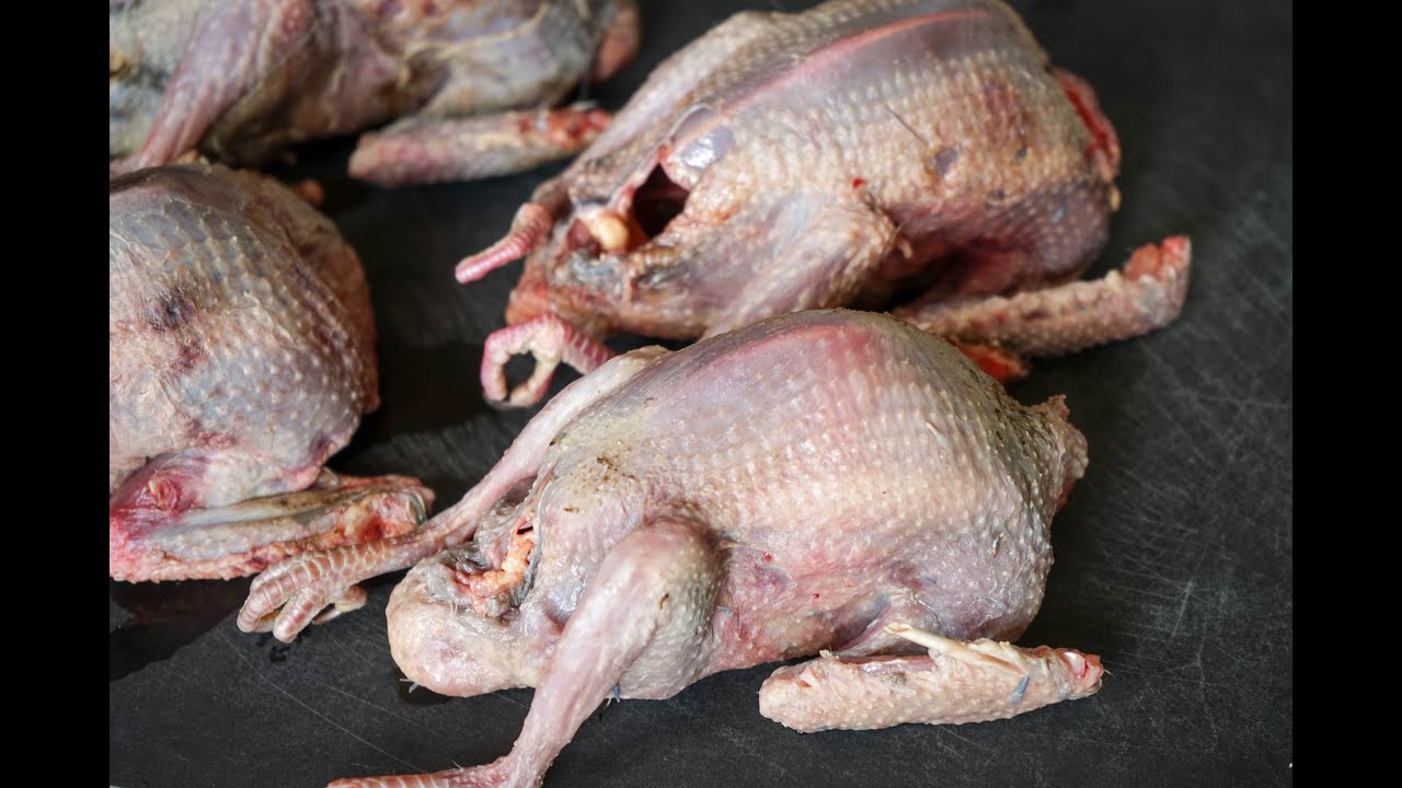 Cuisson du pigeon