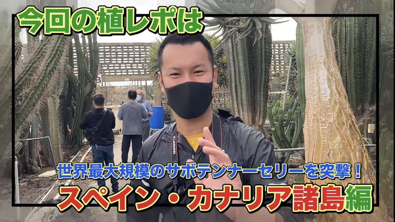 【世界一】超巨大！サボテン農園（スペイン カナリア諸島）に買い付け行ってきました！！