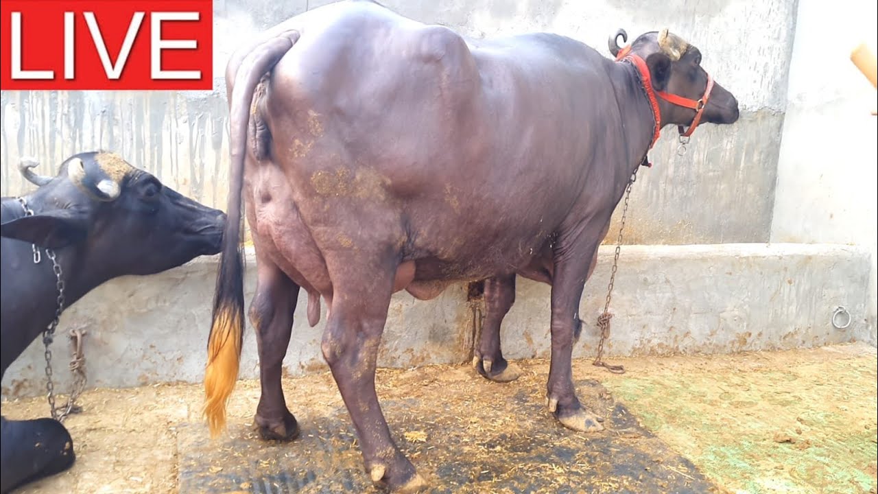 Live Milking || Murrah Buffalo || Owner - Maman Singh (9053596020 / 8685845018)