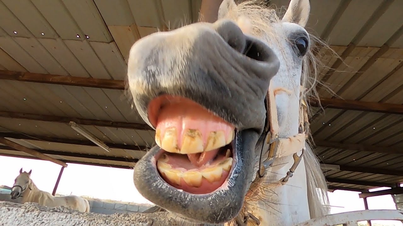 صهيل الخيل جمال الخيل جري الخيل او سباقات الخيل ماذا يعجبك في الخيل حصان حصان اطفال صوت الحصان