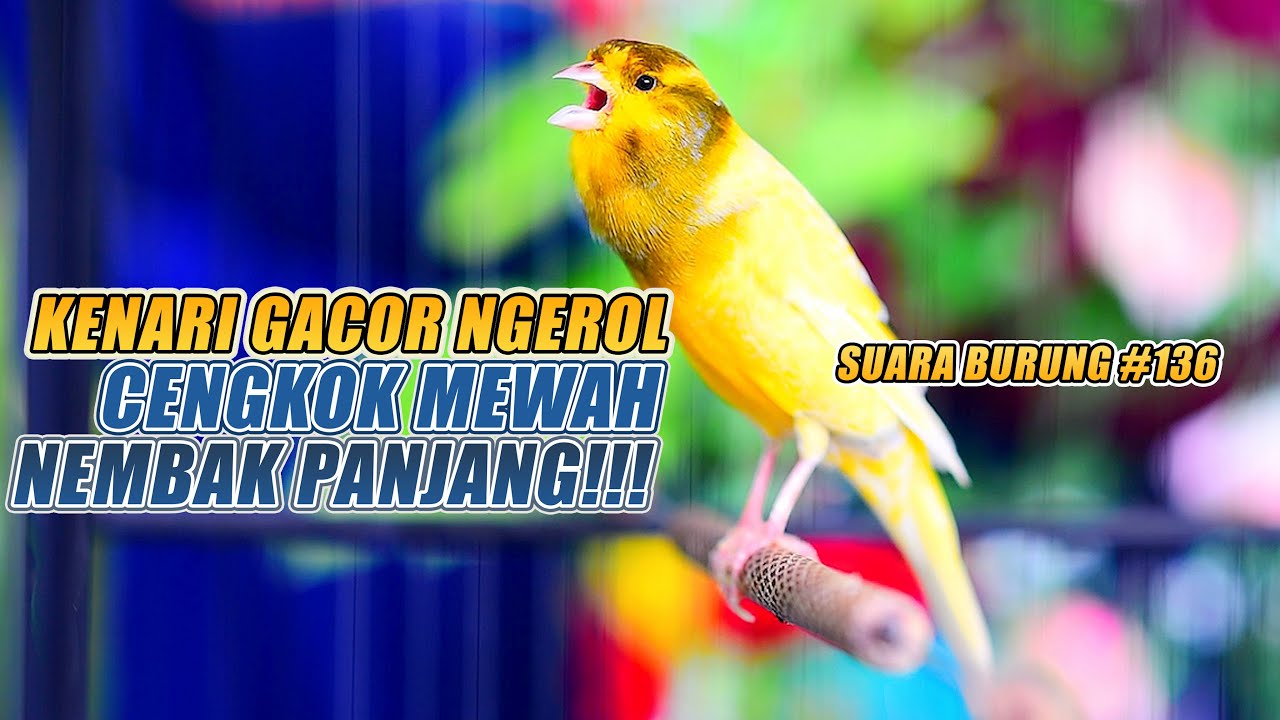 SUARA BURUNG |136| Kenari GACOR PANJANG INI Cocok untuk Masteran KENARI PAUD dan Kenari Macet BUNYI