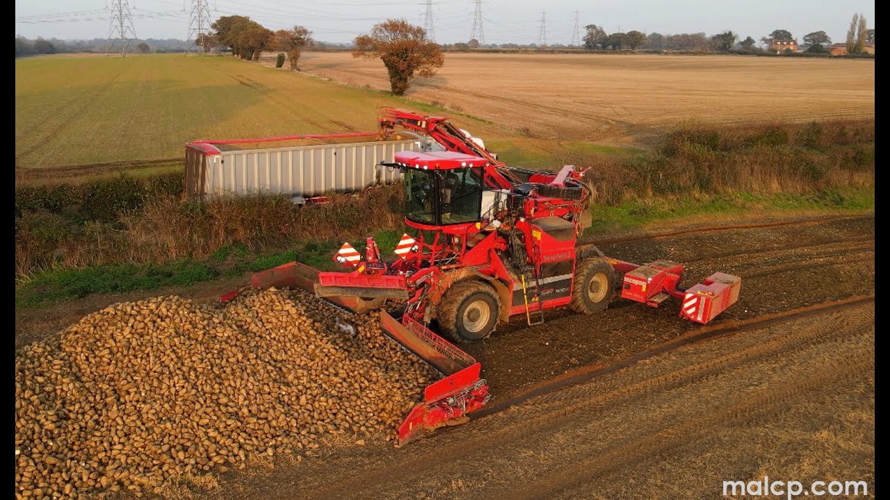Holmer Terra Felis 3 in Blaxhall - Sunday 8th November 2020