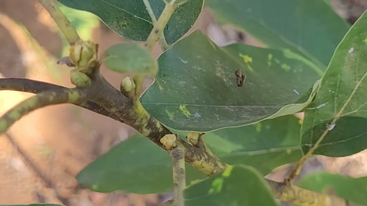 Enxerto de abacate com um ano, primeira floração