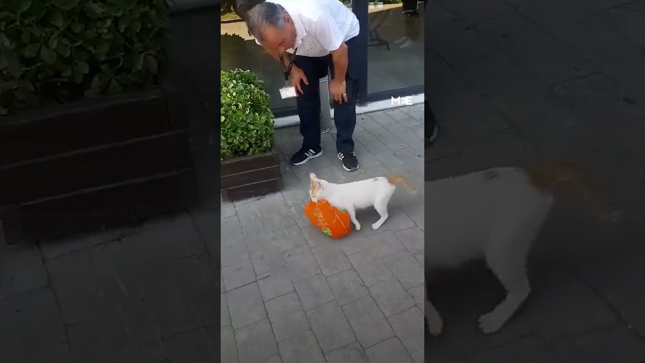 Video showing Turkish street cat stealing a chicken from a supermarket for its kittens goes viral