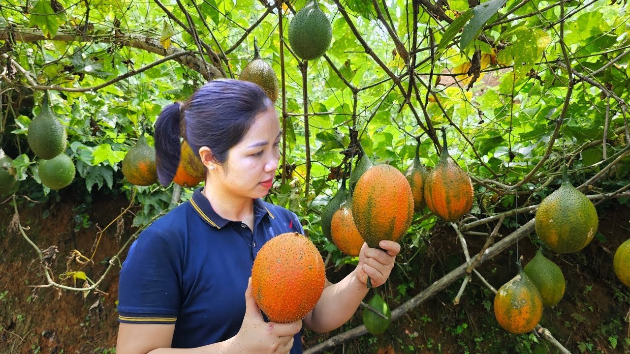 Harvesting 1000+ Gac Fruit Goes To Market Sell - Receive letter from husband sent from far away