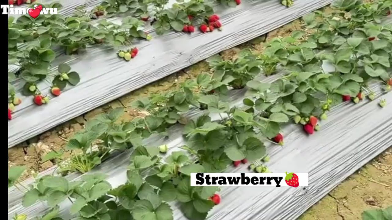Buah strawberry frees metik langsung dari kebun ll Timeiwu jalan~jalan