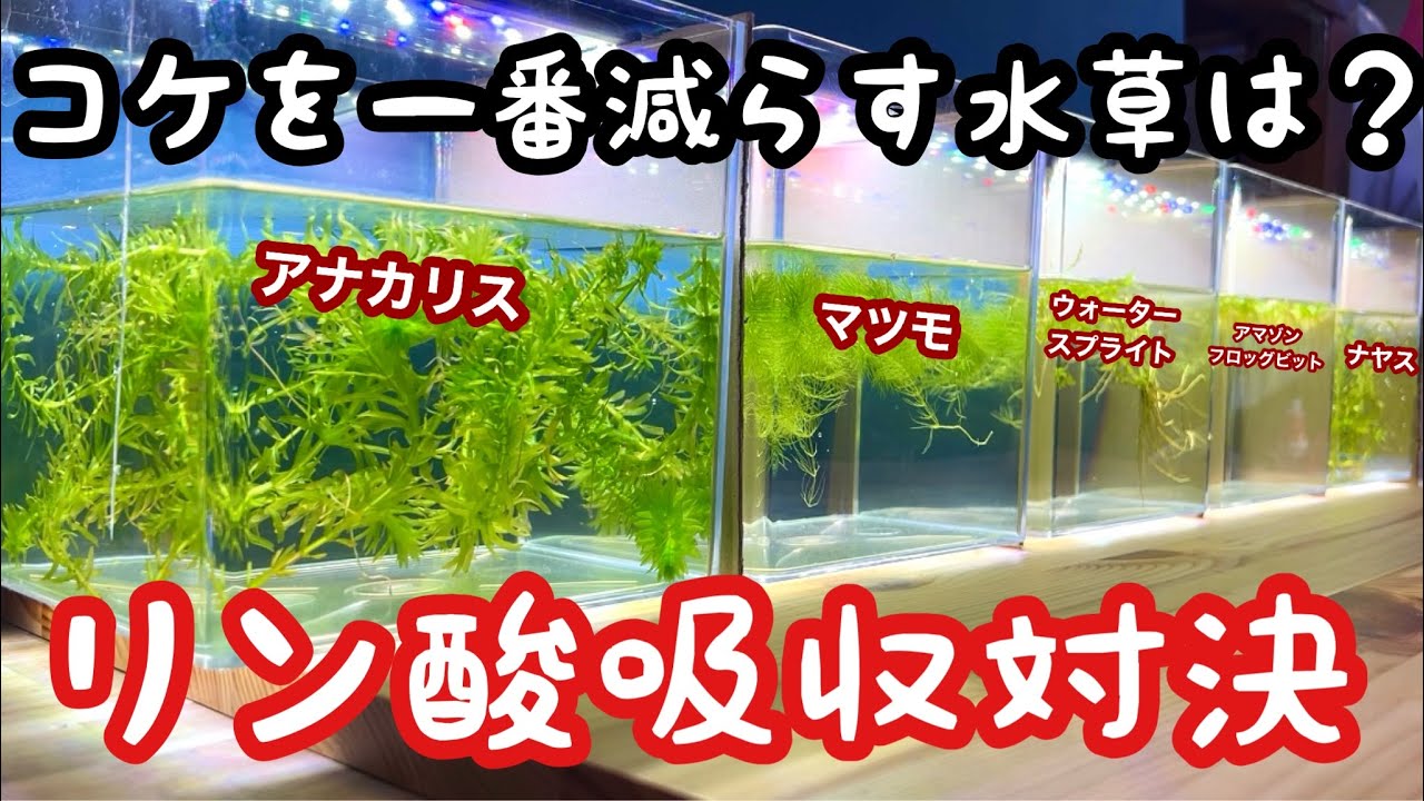 コケが激減する水草はどれだ？リン酸吸収対決がやばすぎた…【浄化力対決#2】アナカリス、ナヤス