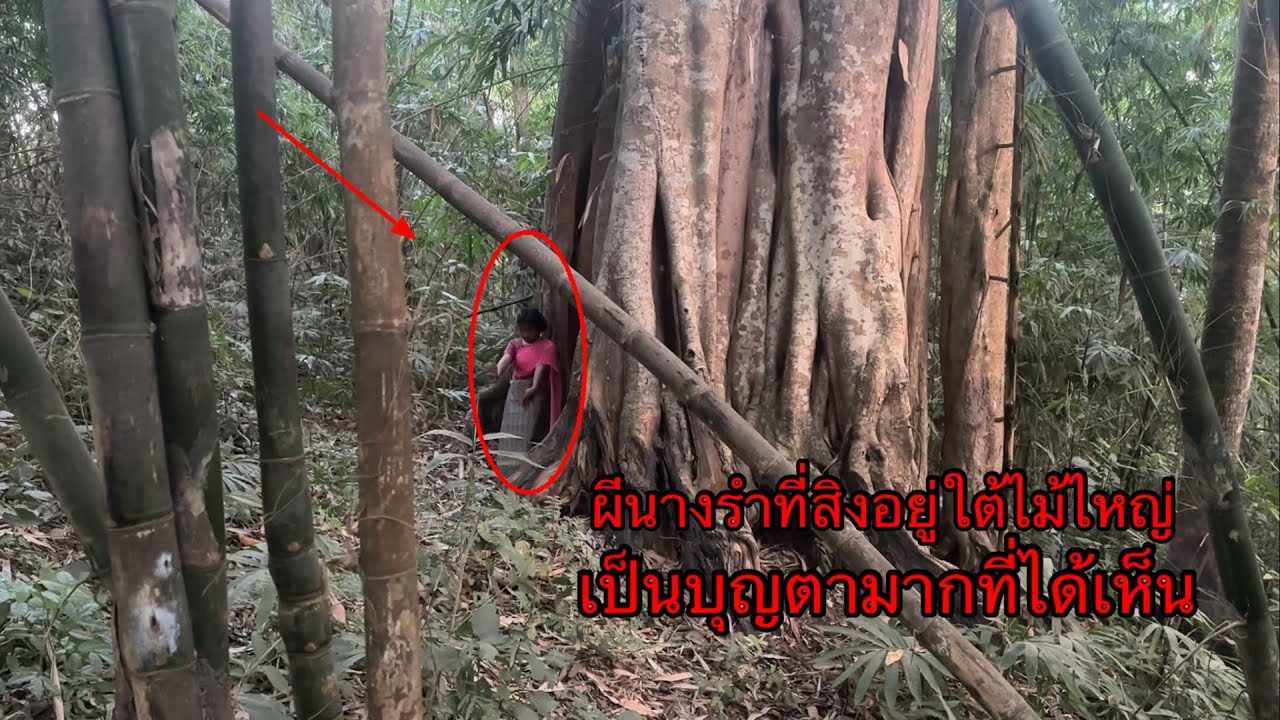 เจอผีนางรำที่สิงอยู่ในต้นไทรยักษ์”เป็นบุญตาที่ได้เห็นภาพนี้”ไม่ดูถือว่าพลาด???
