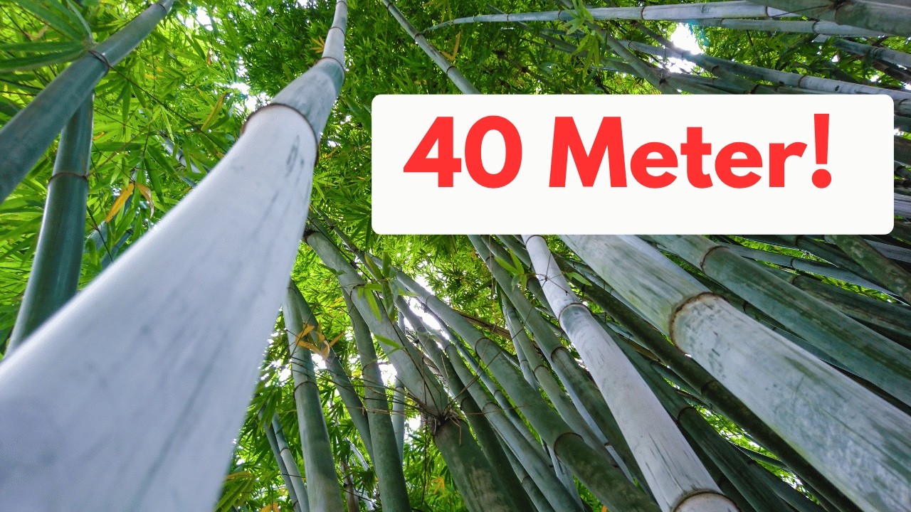 Riesenbambus Dendrocalamus giganteus 5 Fakten, die dich umhauen!