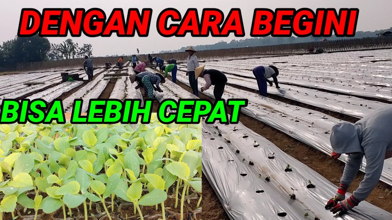 cara budidaya melon tahap awal,cara seperti ini bisa lebih cepat.