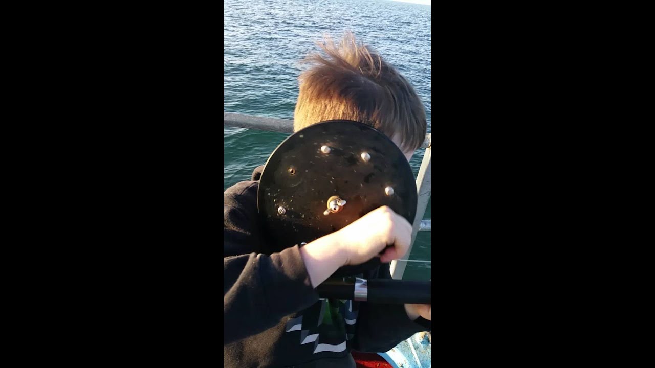 Mackerel bashing