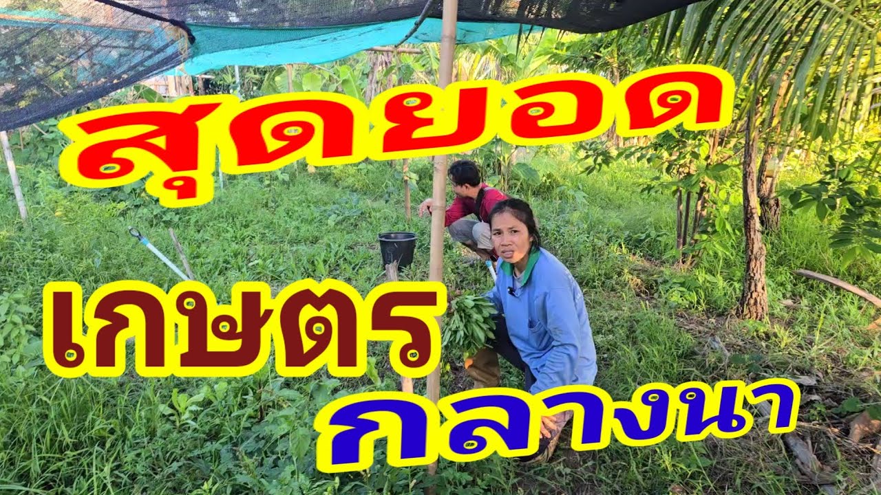 จากกลางหมู่บ้านมาเบ่งบานกลางทุ่งนา​