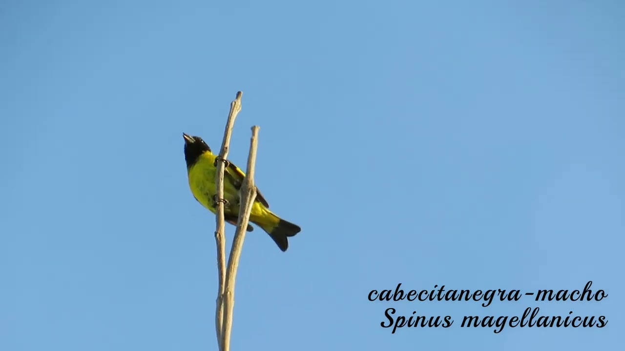 CABECITANEGRA (Spinus magellanicus)