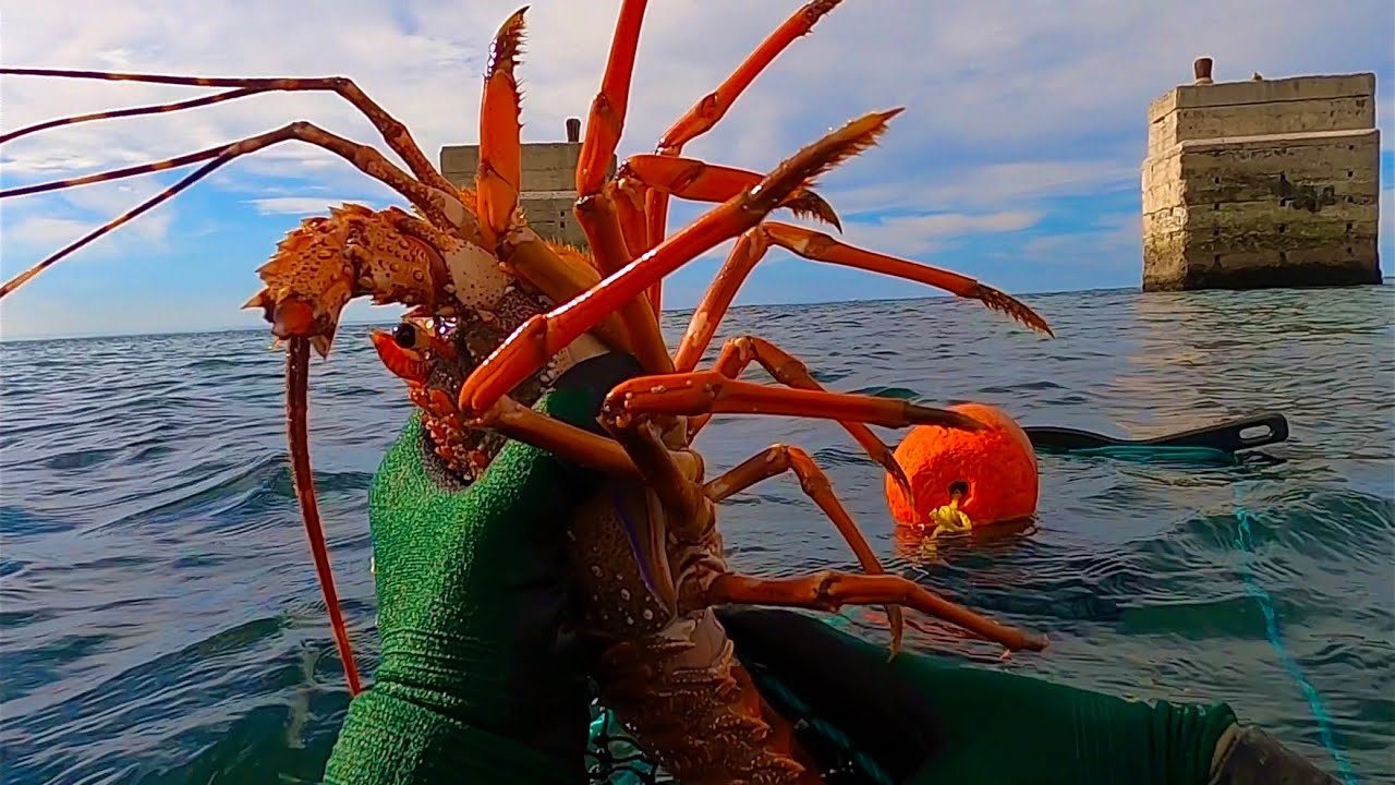 CRAYFISHING Port Elizabeth Compilation- Eastern Cape, South Africa