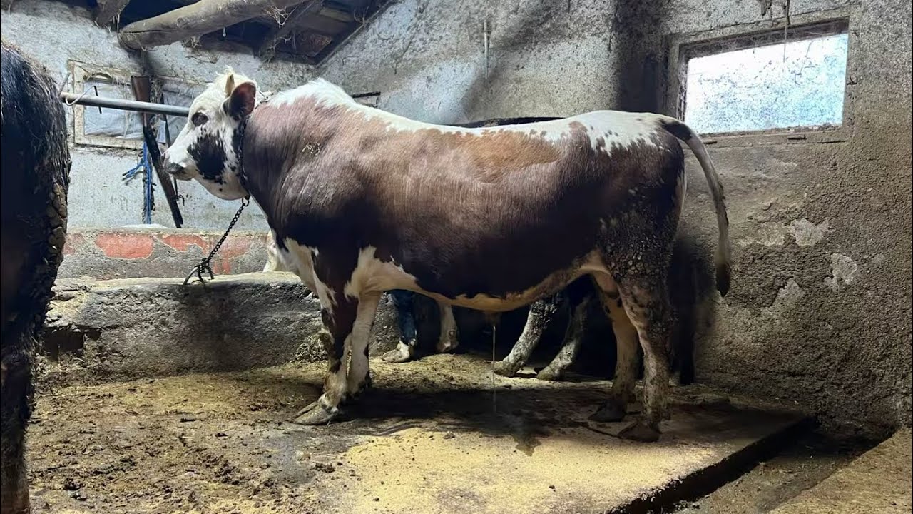 Kurbanlık Tartımlarına Devam Tahmin Ettiğimiz Kilolar Geldi Mi ??
