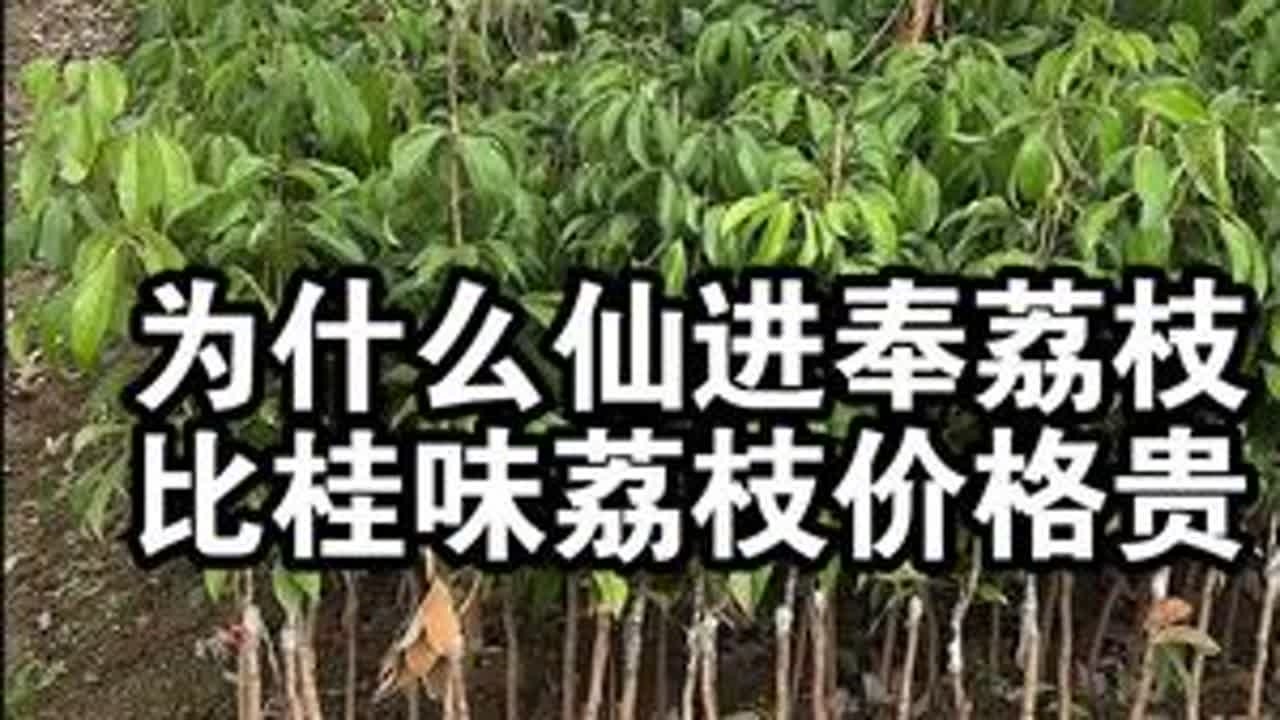 桂味荔枝比仙进奉荔枝更甜，为什么没有仙进奉荔枝价格贵？ #果树种植 #桂味荔枝#仙进奉荔枝