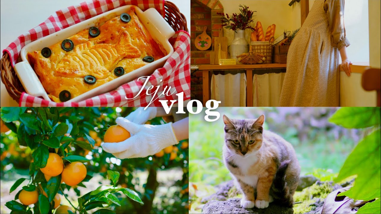 6 дней в Чеджу🌿 | Драгоценные моменты с кафе Ghibli Koriko, кошками и альпаками