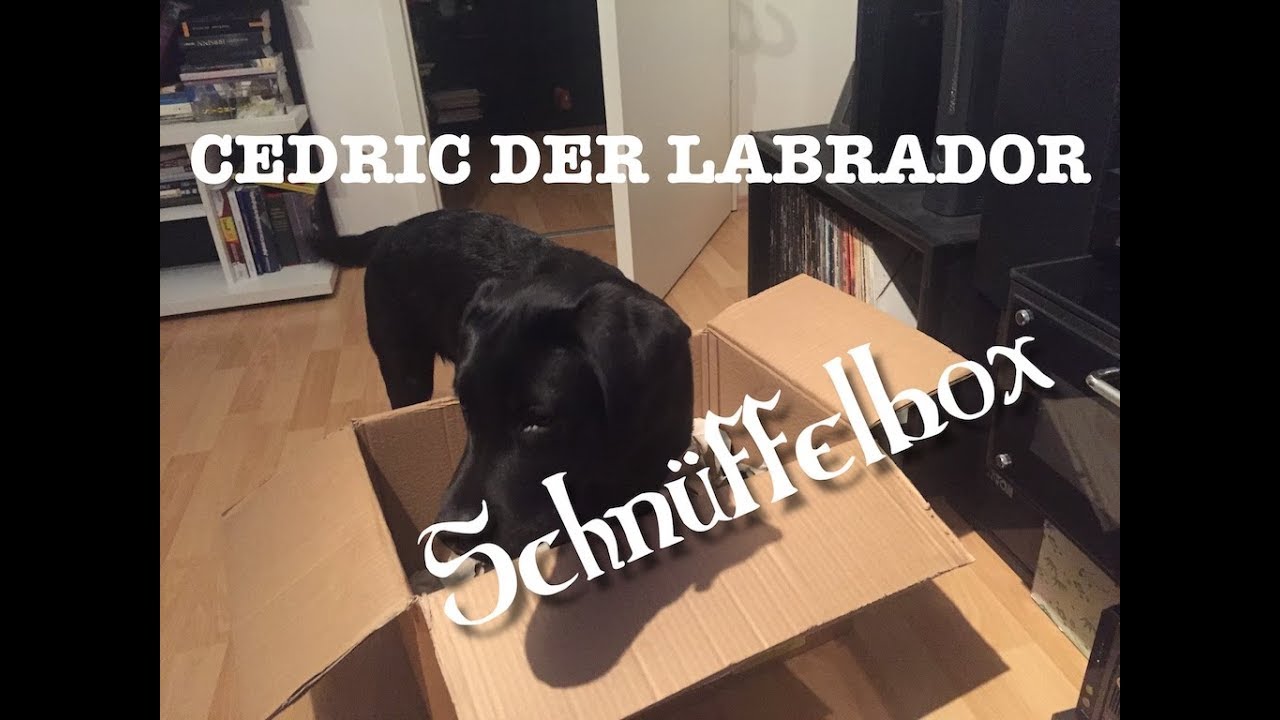 Cedric der Labrador - 05 | Schnüffelbox