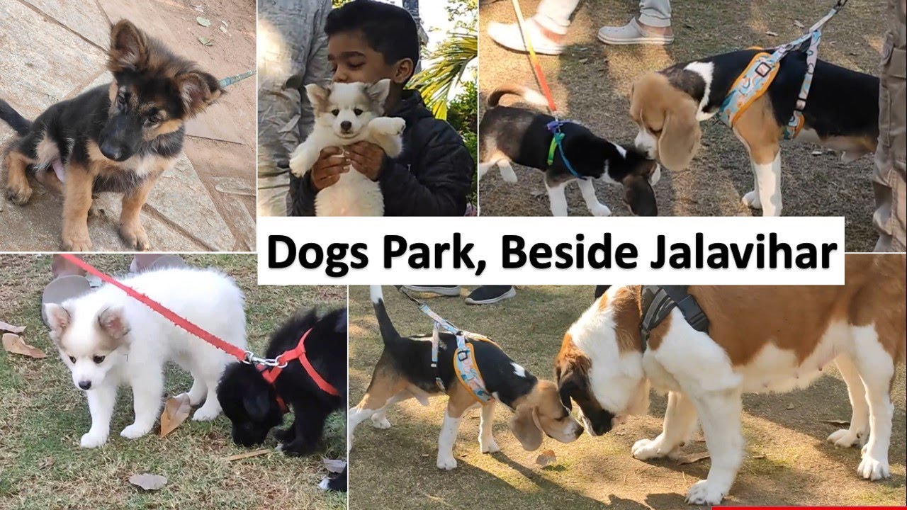 Dogs Park Hyd | Dogs Park Necklace Road | Dog Show Hyd Dec 2025