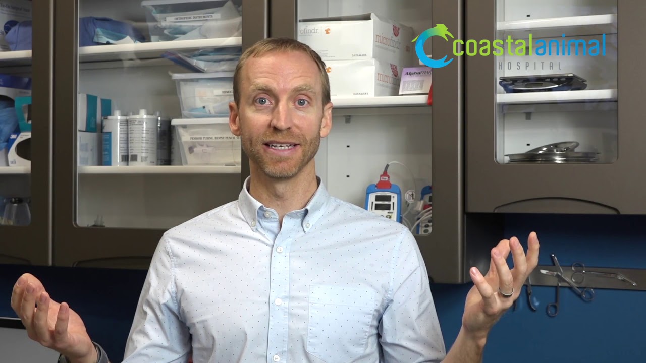 Should my dog have an ovariectomy or an ovariohysterectomy? And what is the difference??