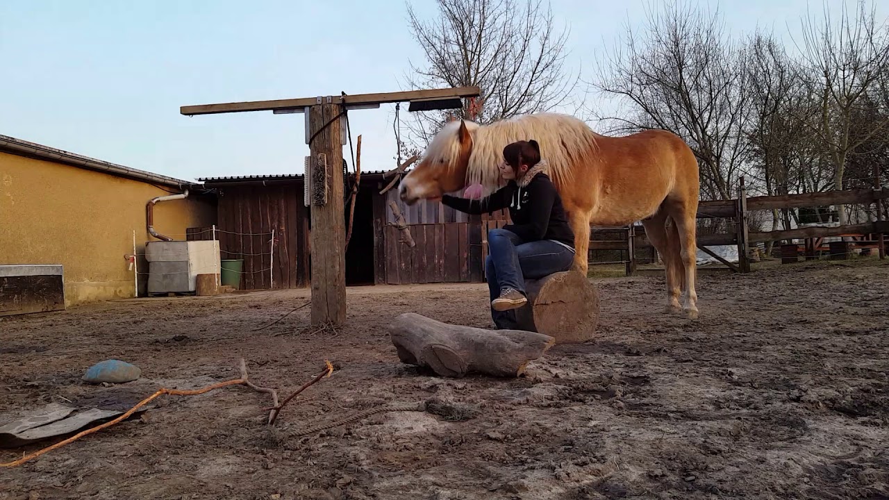 Kuschelpony Haflinger Offenstall