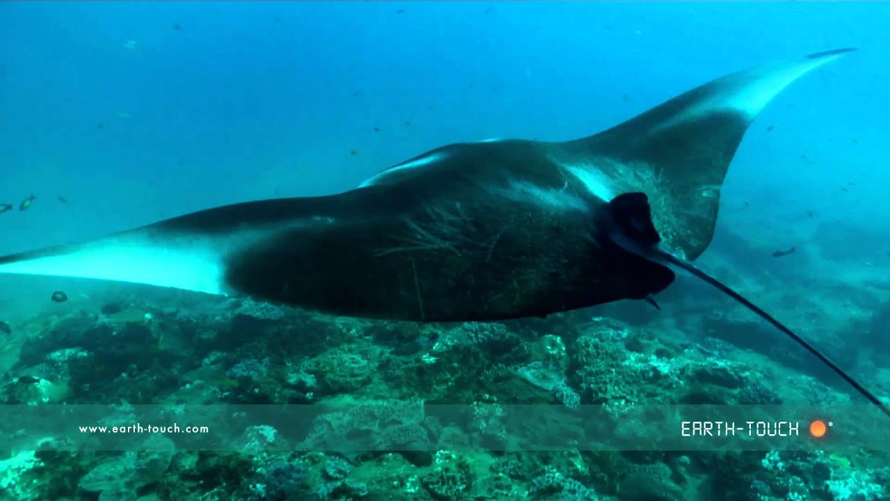 Swimming with a graceful manta ray