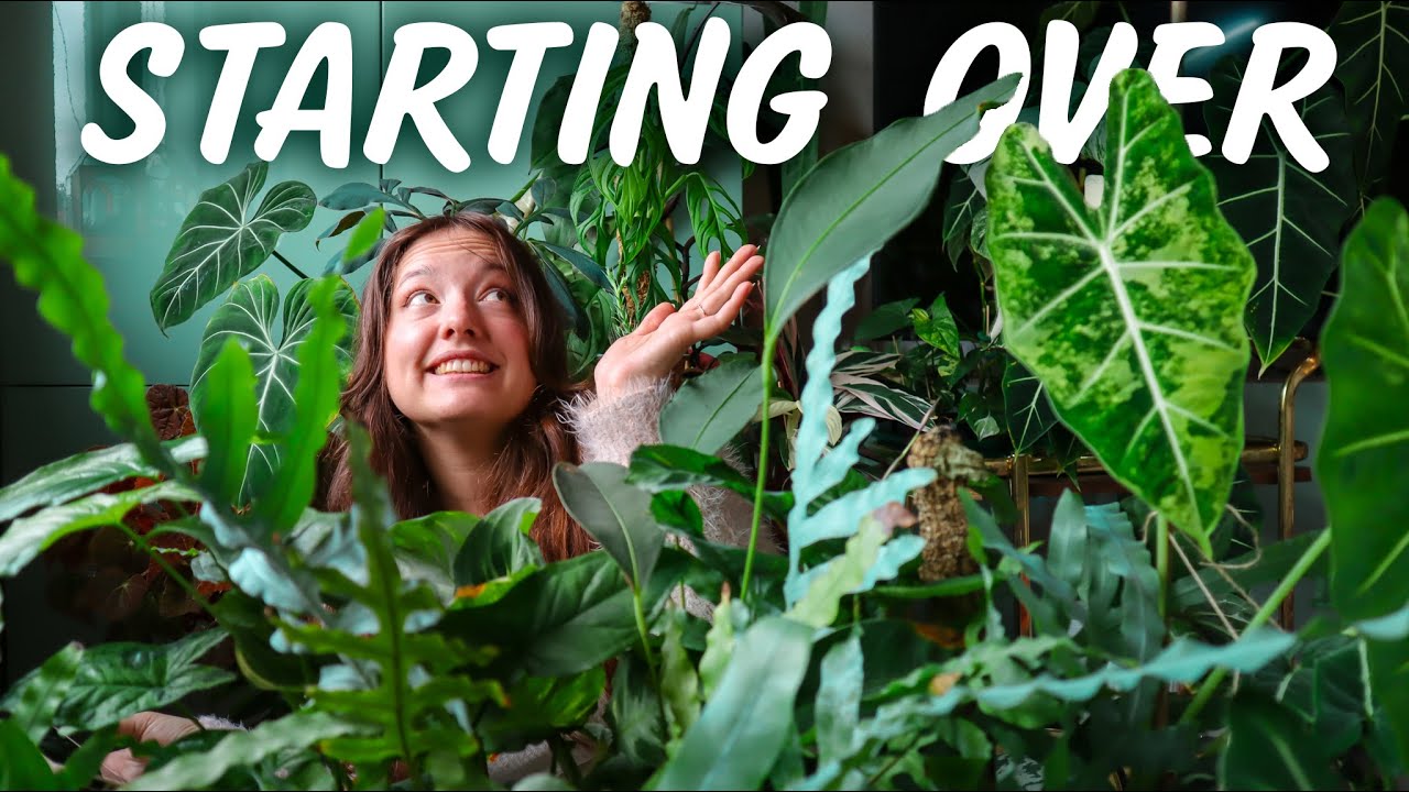 Reorganizing my entire Houseplant Collection in a Day