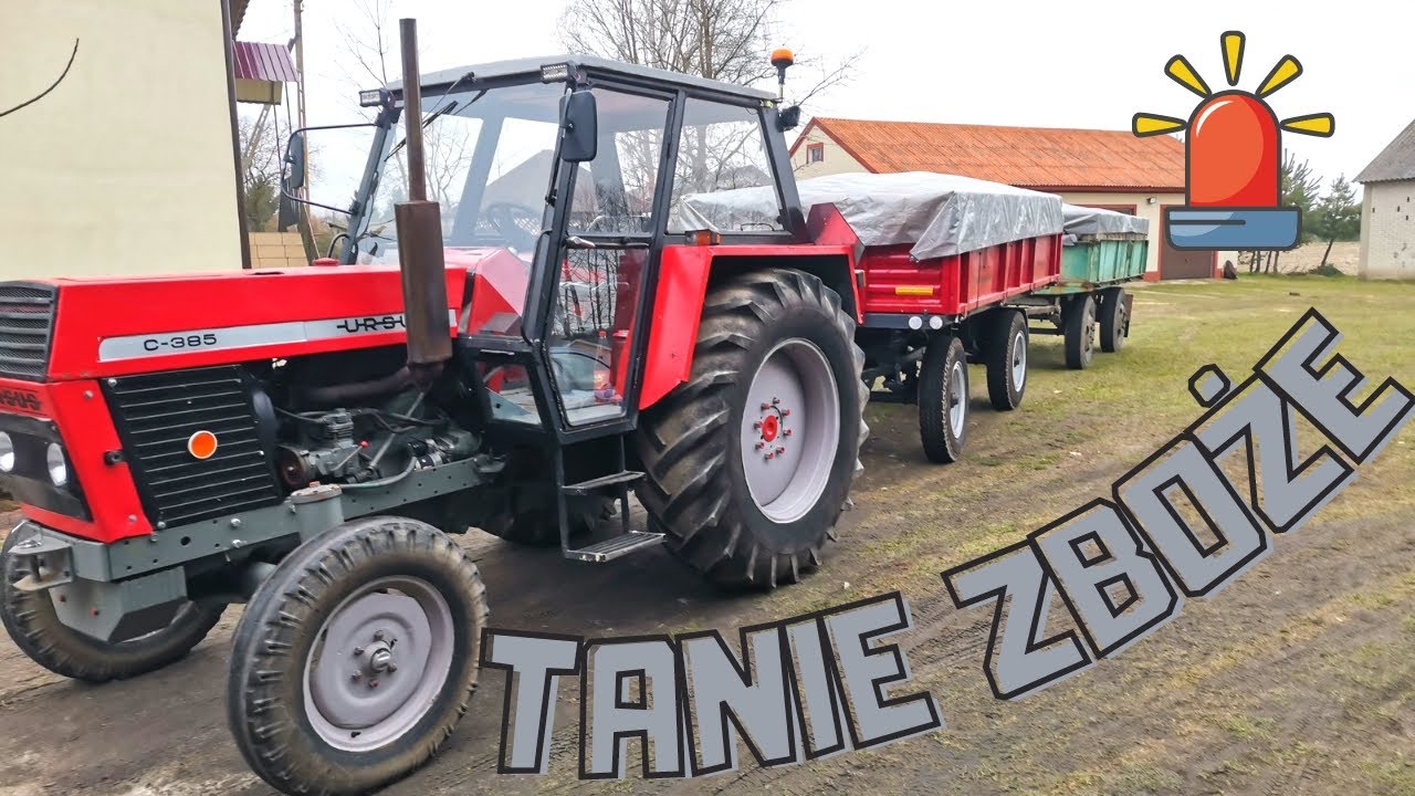 Bardzo Niskie ceny w SKUPACH !!! Transport Pszenżyta URSUSEM C 385 VS Dwie przyczepy
