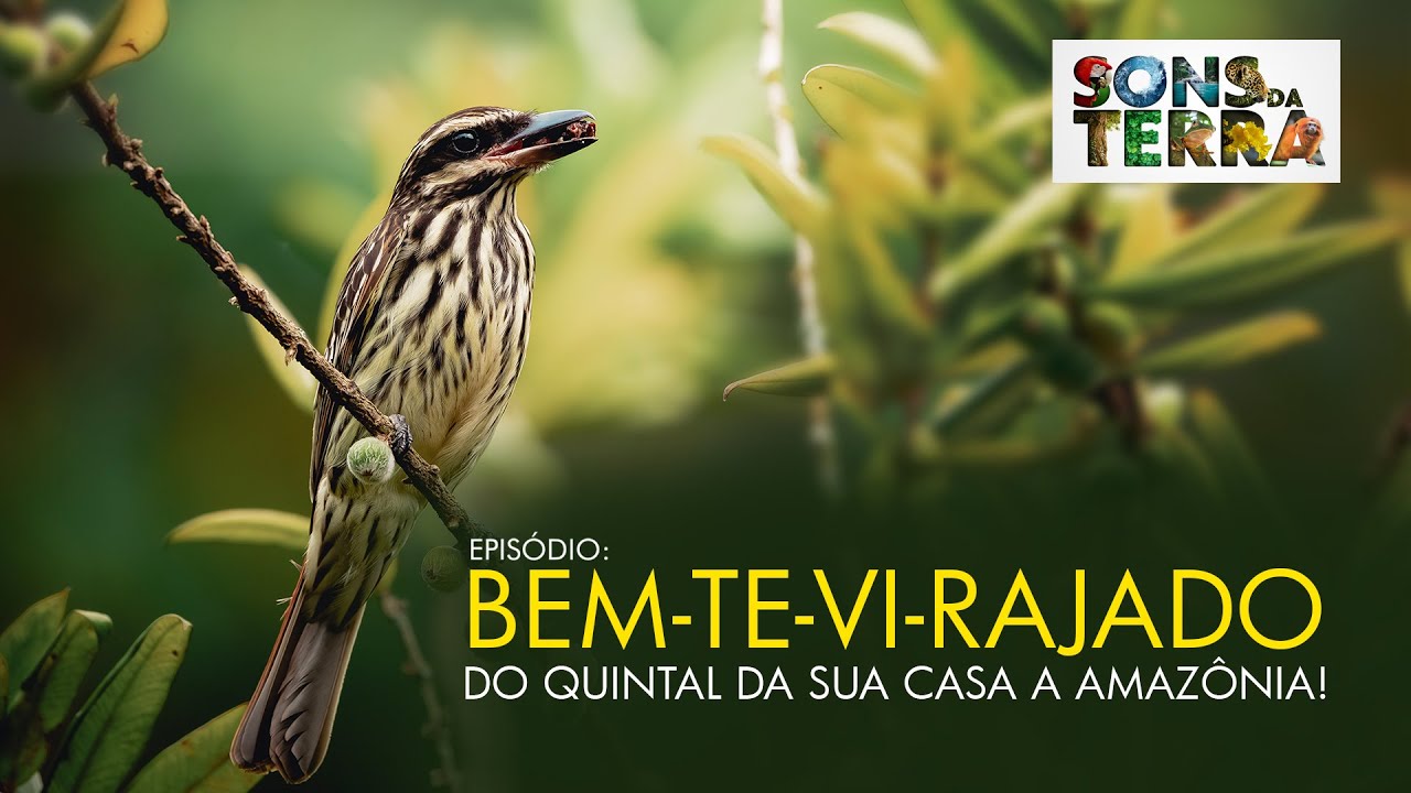 A fantástica viagem do bem-te-vi-rajado