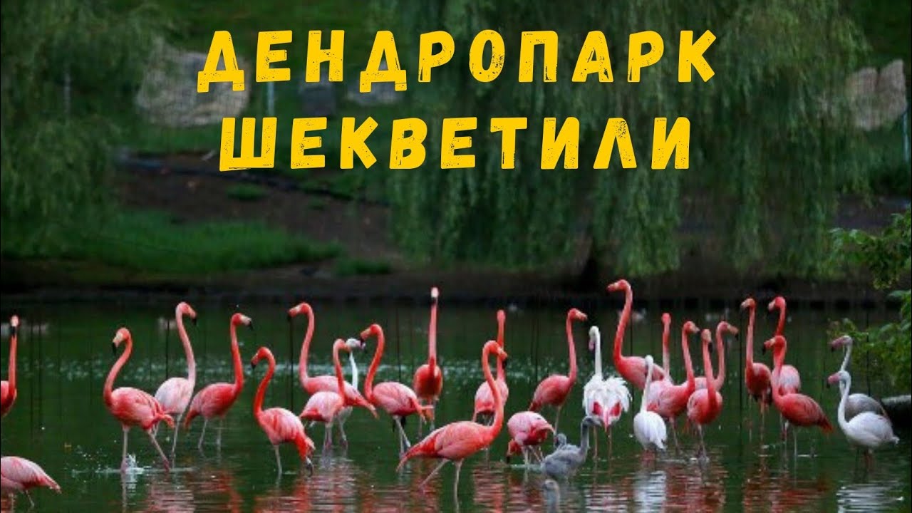 Дендрологический парк в Шекветили. Гурия