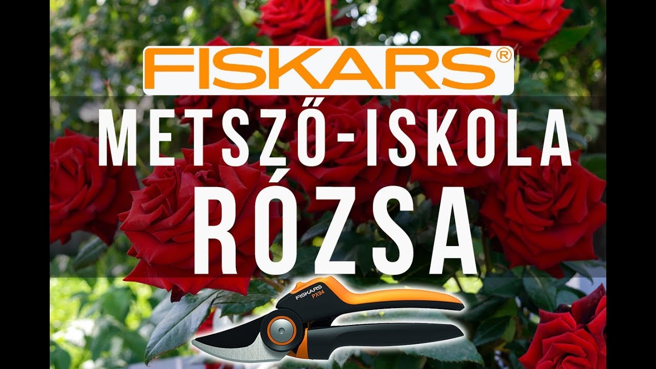 Hogyan kell metszeni a rózsát?  - Fiskars metsző-iskola