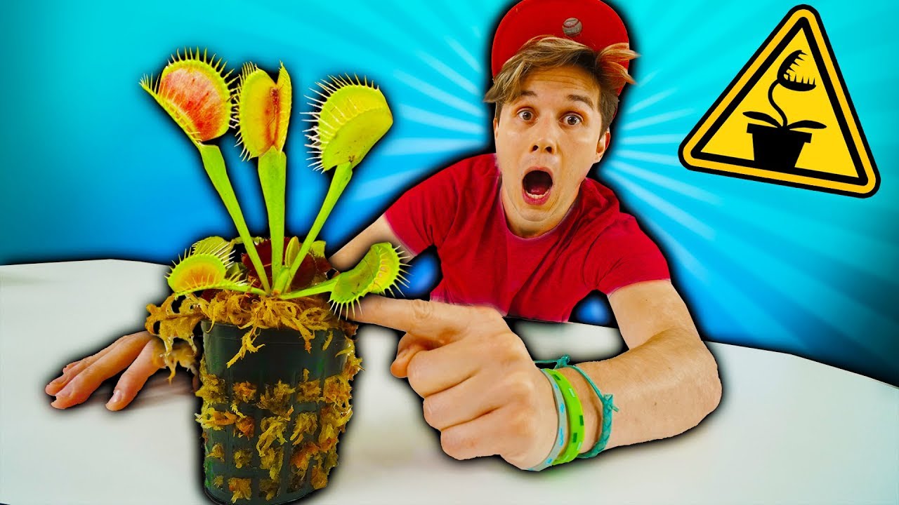 ALIMENTANDO PLANTA CARNÍVORA SELVAGEM ☆ PERIGOSO ☆